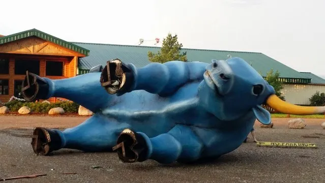 The large Babe the Blue Ox statue toppled at Paul Bunyan Land near Brainerd, Minn., August 4, 2016, after storms moved through the area. (Photo by William Satre/AP Photo)