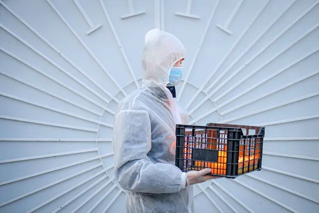 A volunteer carries a box of lit candles as he distributes Holy Light in Bucharest, Romania, Saturday, April 18, 2020. Priests accompanied by volunteers distributed the candles ahead of the usual time, at midnight, as people observed the ban on gatherings in the week leading to the Orthodox Easter, as authorities try to limit the spread of the COVID-19 coronavirus. (Photo by Andreea Alexandru/AP Photo)