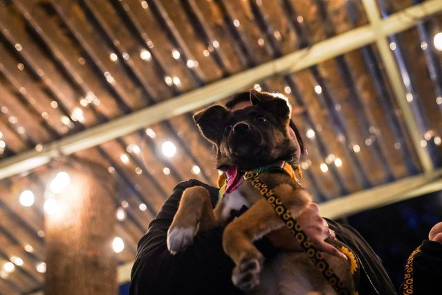 People attend an event hosted at Guau Tap Brewery on Valentine's Day, in collaboration with the organizations Brigada Murci and El Refugio CIC A.C., where blind dates with adoptable dogs are offered in Mexico City, Mexico, on February 14, 2025. (Photo by Toya Sarno Jordan/Reuters)