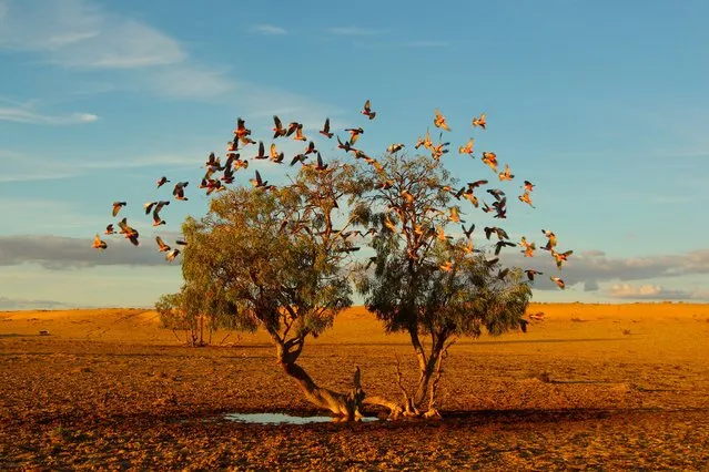 “A tree dreaming”. In the Strezlecki desert of Australia a flock of galahs replenish on the only small water avaliable at the base of this lonely tree.Its a rare photo opportunity to get such a clear and symetrical shot of these beautiful birds in flight in the middle of the desert. Photo location: Strezlecki desert, Australia. (Photo and caption by Christian Spencer/National Geographic Photo Contest)