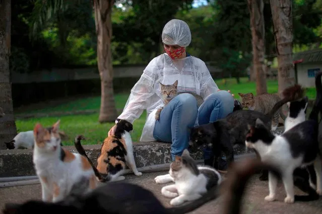 A worker caresses cats at the Public Animal Shelter of the Guaratiba neighborhood, in Rio de Janeiro, Brazil, on May 28, 2020, during the coronavirus pandemic. Rio de Janeiro's Public Animal Shelter launched the program “Pet Delivery” to facilitate the adoption of pets during the coronavirus pandemic amid the stay-at-home order in the city of Rio de Janeiro to attend a rising search of pets. People searching a new friend can easily check pets' profiles through social-media webpages of the shelter and have the animal delivered to their home for free. (Photo by Mauro Pimentel/AFP Photo)