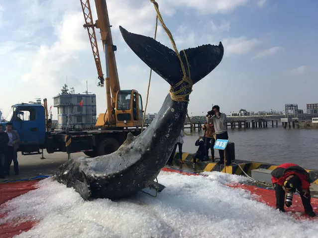 The body of a humpback whale is lifted ashore after it became, according to local media, stranded for a third time in three days, in Qidong, Jiangsu province, China November 15, 2017. (Photo by Reuters/China Stringer Network)