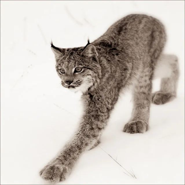 “Keep On Trucking, Mr. Lynx!”. Canadian Lynx Study.