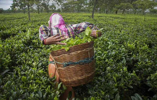 An Indian tea worker puts the plucked tea leaves in basket at a tea garden in Biswanath Chariali district of eastern state of Assam, India, Saturday, June 27, 2020. Assam produces more than 50 percent of India's tea crop. (Photo by Anupam Nath/AP Photo)