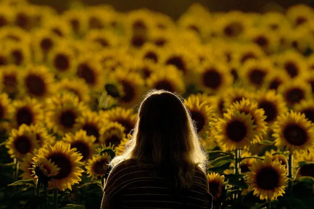 A woman views a sunflower field at Grinter Farms, Thursday, September 1, 2022, near Lawrence, Kan. The field, planted annually by the Grinter family, draws thousands of visitors during the weeklong late summer blossoming of the flowers. (Photo by Charlie Riedel/AP Photo)