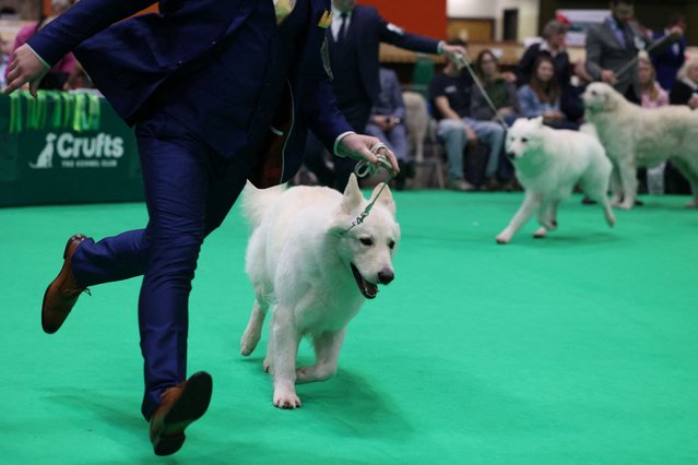 A White Swiss Shepherd is shown on the final day of the Crufts dog show in Birmingham, Britain, on March 9, 2025. (Photo by Temilade Adelaja/Reuters)