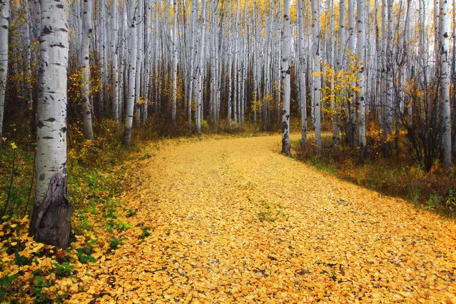 “Golden Road: A glorious road of gold through the aspen woods of Snowmass, Colorado”. (Photo and comment by Ron Azevedo/National Geographic Photo Contest via The Atlantic)