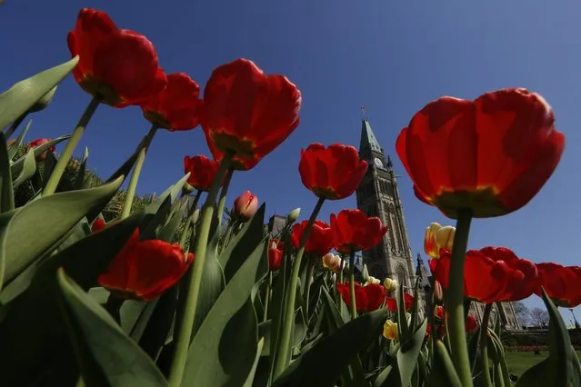 Tulips frame the Peace Tower on Parliament Hill in Ottawa May 12, 2014. (Photo by Chris Wattie/Reuters)