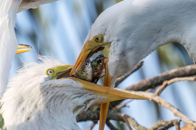 A great egret feeds her chick two silvery fish at the St. Augustine Alligator Farm Zoological Park's rookery in St. Augustine, Florida on April 24, 2025. This renowned rookery offers a sanctuary for wild wading birds and attracts wildlife photographers from around the world. (Photo by Ronen Tivony/ZUMA Press Wire/Alamy Live News)