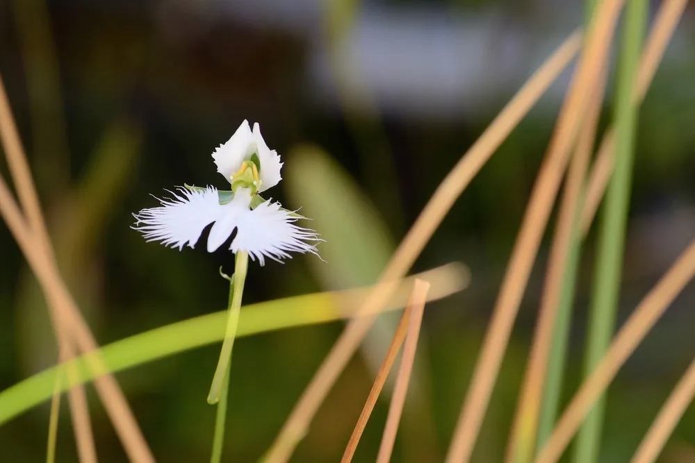 The White Egret Flower – Habenaria Radiata