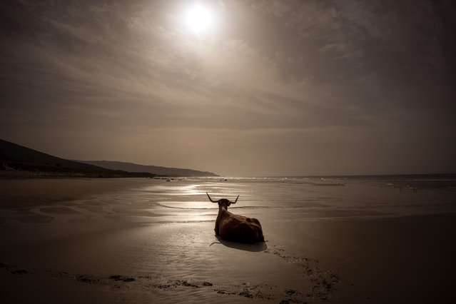 A cow sits on an empty beach near Barbate, in Cadiz province, south of Spain, Saturday, February 5, 2022. (Photo by Emilio Morenatti/AP Photo)