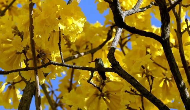 Flowers bloom on a lapacho tree in a residential neighbourhood of Asuncion, Paraguay September 15, 2016. (Photo by Jorge Adorno/Reuters)