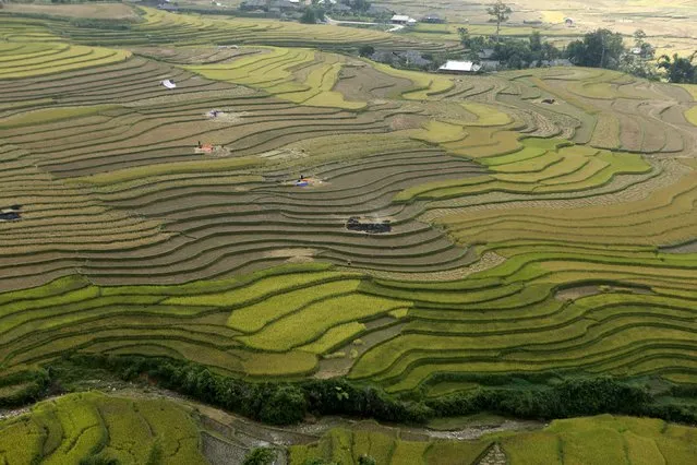 Terraced rice paddy fields are seen during the harvest season in Lim Mong, northwest of Hanoi October 3, 2015. (Photo by Reuters/Kham)