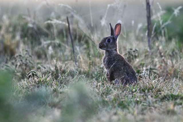 A rabbit is seen foraging for food during sunrise at Bushy Park in London, United Kingdom, on June 13, 2025. The park, known for its diverse wildlife, offers a natural refuge for animals such as rabbits, deer, and various bird species. (Photo by Rasid Necati Aslim /Anadolu via Getty Images)