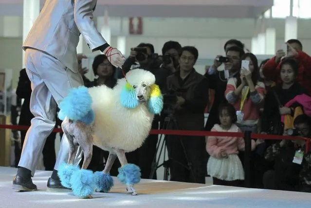 Visitors look as a man leading a poodle with coloured fur take part in a performance during the 18th China International Pet Show in Beijing November 17, 2014. (Photo by Reuters/China Daily)