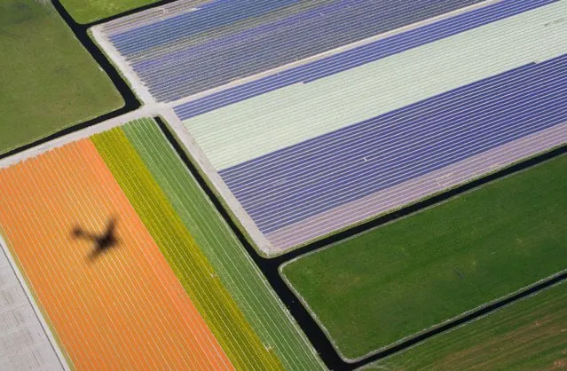 Aerial view of flower fields near the Keukenhof park, also known as the Garden of Europe, in Lisse, The Netherlands April 15, 2015. (Photo by Yves Herman/Reuters)