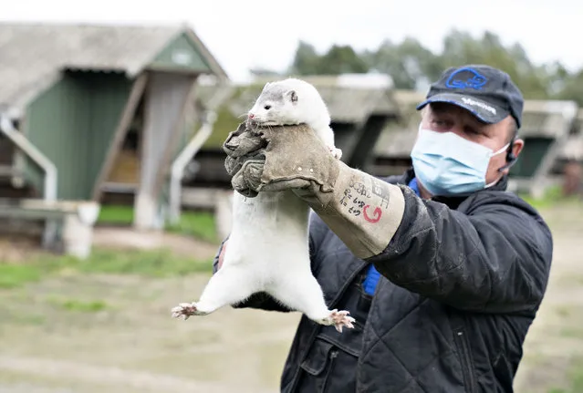 Mink breeder Thorbjoern Jepsen holds up a mink, as police forcibly gained access to his mink farm in Gjoel, Denmark, Friday, October 9, 2020. The culling of at least 2.5 million minks in northern Denmark has started, authorities said Monday after the coronavirus has been reported in at least 63 farms. The Danish Veterinary and Food Administration is handling the culling of the infected animals while breeders who have non-infected animals on a farm within 8 kilometers (5 miles) from an infected farm must put them to sleep themselves. (Photo by Henning Bagger/Ritzau Scanpix via AP Photo)