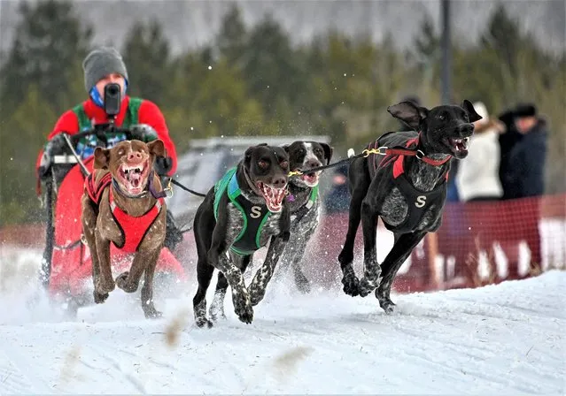 A musher is pulled by a team of dogs during a regional sled dog racing competition outside Omsk, Russia on February 4, 2023. (Photo by Alexey Malgavko/Reuters)