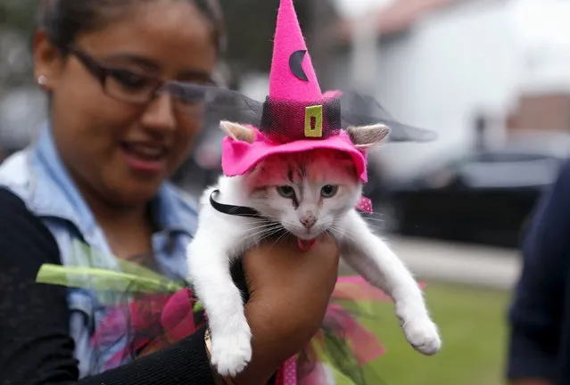 A cat dressed in a costume takes part in a Pet's Halloween Day parade at El Olivar Park in San Isidro, Lima, October 31, 2015. (Photo by Mariana Bazo/Reuters)