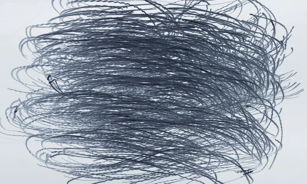 Flight Paths of Birds