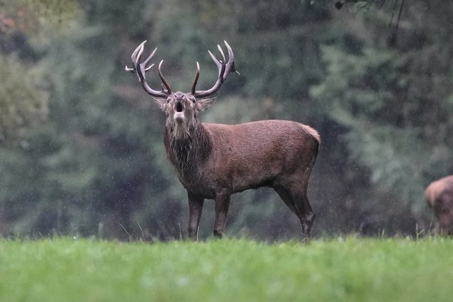 A stag roars as the rutting season begins in a forest of the Taunus region near Frankfurt, Germany, Monday, September 22, 2025. (Photo by Michael Probst/AP Photo)