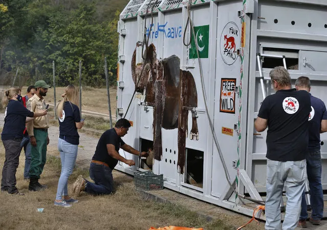 Dr. Amir Khalil, center, a veterinarian from Four Paws an international animal welfare organization, feeds an elephant named Kaavan loaded in a crate before he is transported to a sanctuary in Cambodia, at the Marghazar Zoo in Islamabad, Pakistan, Sunday, November 29, 2020. Kavaan, the world's loneliest elephant, became a cause celebre in part because America's iconic singer and actress Cher joined the battle to save him from his desperate conditions at the zoo. (Photo by Anjum Naveed/AP Photo)