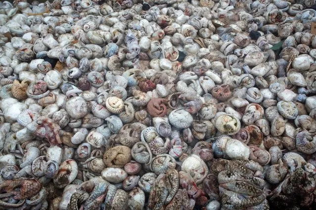 “The pangolin pit”. Paul Hilton, UK/Australia Winner, Wildlife photojournalist award: Single image category. Nothing prepared Hilton for the sight of 4,000 defrosting pangolins (five tonnes) from one of the largest seizures of the animals on record. They were destined for China and Vietnam for the exotic meat trade or for traditional medicine. Pangolins have become the world’s most trafficked animals, with all eight species targeted. (Photo by Paul Hilton/Greenpeace/2016 Wildlife Photographer of the Year)
