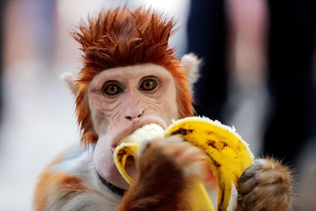 A monkey eats a banana as it takes a break from performing at a cultural center in Islamabad, Pakistan October 22, 2016. (Photo by Caren Firouz/Reuters)