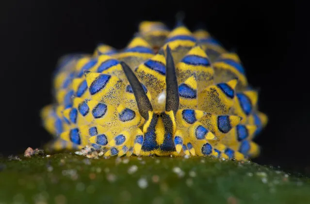 Sea slugs lurk so deep in the ocean that their bright, tiny bodies are rarely seen by humans. This creature was spotted in the Tulamben area of Bali early July 2022. (Photo by Yury Ivanov/Solent News)