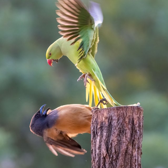 A parrot and a treepie face off over food during a backyard brawl in Chandigarh, India in the second decade of October 2025. (Photo by Piaget/TwoPointO Media)