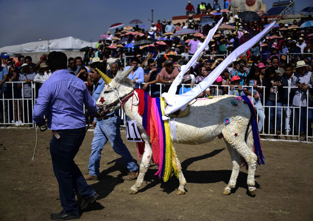 A donkey fancy-dressed as a unicorn is presented during the “National Donkey Fair” in Otumba, Mexico State, Mexico, on May 01, 2018. The “National Donkey Fair” is held each year and brings together about 7,000 people to claim this cargo animal being protected from extinction. (Photo by Pedro Pardo/AFP Photo)