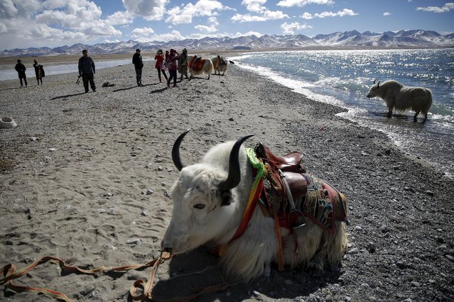 Tourist take pictures of Tibetan people and their yaks as they visit Namtso lake in the Tibet Autonomous Region, China November 18, 2015. (Photo by Damir Sagolj/Reuters)