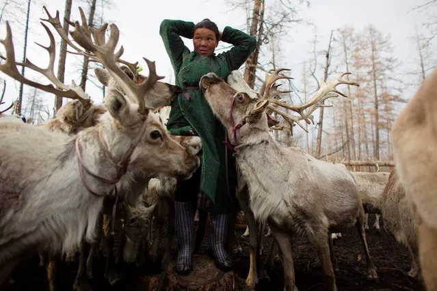 Reindeer lick the salt off the coat of a Dukha nomad in the camp of her family in a forest near the village of Tsagaannuur, Khovsgol aimag, Mongolia, April 20, 2018. (Photo by Thomas Peter/Reuters)