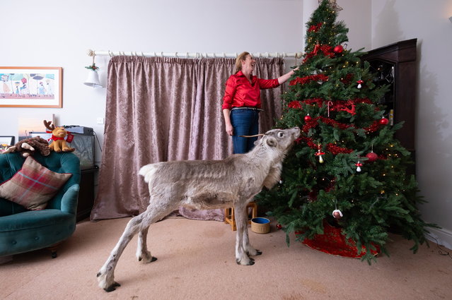 Angie Nelson get help decorating the Christmas tree from her young reindeer Lars in Corby, UK on December 7, 2025. Nelson bottle-fed Lars every two hours — even on her wedding day — and the calf still loves curling up by the fire with his adoptive mother. (Photo by Tom Maddick/South West News Service)