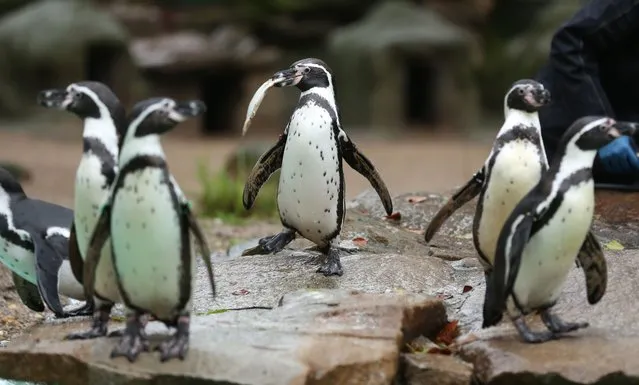 Humboldt penguins are pictured during feeding at their enclosure at the zoo in Dortmund, western Germany, on December 1, 2015. After one of the Humboldt penguins has been found dead and two others were missing the police investigates a possible string of crimes in Dortmund. (Photo by Ina Fassbender/AFP Photo/DPA)