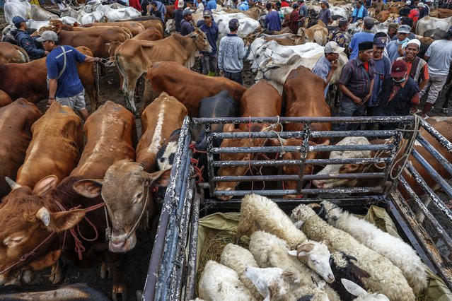 People gather to buy livestock ahead of the Muslim festival of Eid al-Adha at a traditional market in Bogor, West Java, Indonesia, 22 May 2025. Eid al-Adha, the holiest of the two annual Muslim holidays, marks the yearly pilgrimage (Hajj) to Mecca. Muslims slaughter a sacrificial animal and split the meat into three parts: for family, friends, and the poor. (Photo by Mast Irham/EPA)