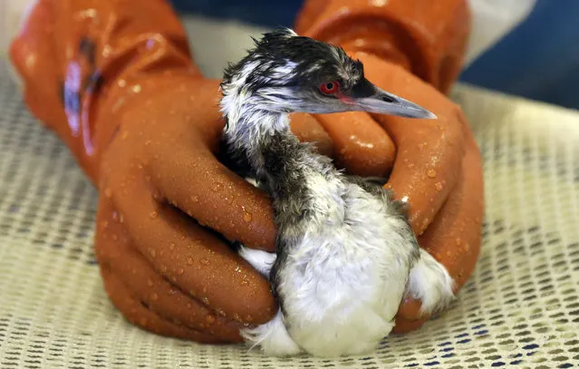 A horned grebe is washed at International Bird Rescue, Tuesday, January 20, 2015, in Fairfield, Calif. The death of 100 birds in the San Francisco Bay Area has baffled wildlife officials who say the feathers of the birds were coated with a mysterious substance that looks and feels like rubber cement. (Photo by Marcio Jose Sanchez/AP Photo)