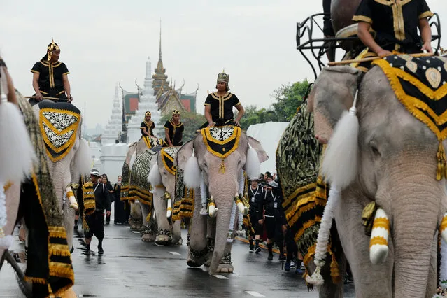Ayuthaya elephants and mahouts pay their respects at the Royal Palace where Thailand's late king Bhumibol Adulyadej is lying in state in Bangkok, Thailand November 8, 2016. (Photo by Jorge Silva/Reuters)