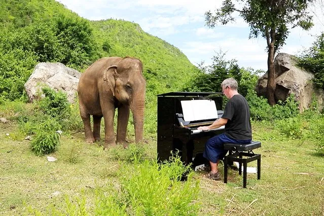 Paul Barton, a Yorkshireman, plays Bach for Lam Duan at the Elephants World conservation centre in Thailand. The 62-year-old female is blind. (Photo by Paul Barton/Caters News Agency)