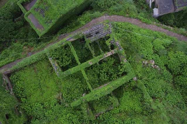 This May 20, 2018, drone photo shows a building covered in ivy in the abandoned fishing village of Houtouwan on the remote island of Shengshan, 90 kilometers off the coast of Shanghai. Only 5 of the 3,000 residents remain in what some call a “ghost village” that draws visitors down perilous footpaths winding past structures worn down by roots, rain, vines and wind. (Photo by Sam McNeil/AP Photo)