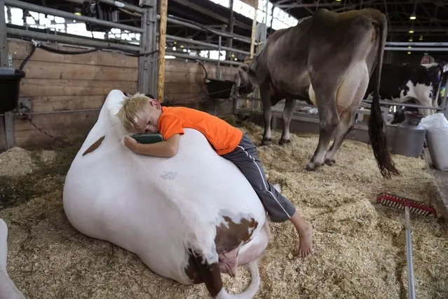 Five-year-old Jack Sawyer, of Dillon, Iowa, lays on the back of a cow in the cattle barn at the Iowa State Fair, Wednesday, August 9, 2023, in Des Moines, Iowa. (Photo by Charlie Neibergall/AP Photo)