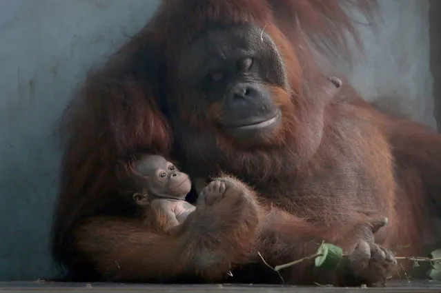 Orangutan Fei Fei holds a male cub in her arms at Shanghai Zoo on November 25, 2016 in Shanghai, China. Orangutan Fei Fei gave birth to a male cub at Shanghai Zoo on October 26. The male cub's father Bin Bin and his mother Fei Fei came to Shanghai Zoo from Philippines in July in 2012. It's the first successful reproduction of Orangutan at Shanghai Zoo. (Photo by VCG/VCG via Getty Images)