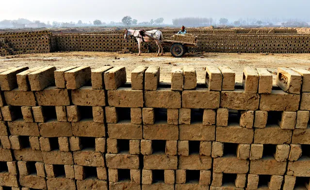 An Indian labourer loads unbaked clay bricks on a horse-drawn cart to deliver them to a brick kiln in Sahibabad on the outskirts of New Delhi on February 20, 2014. (Photo by Prakash Singh/AFP Photo)
