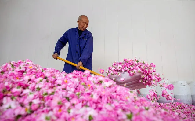 A villager sorts freshly picked roses in Hai 'an, East China's Jiangsu province, May 6, 2021. (Photo by Costfoto/Barcroft Media via Getty Images)