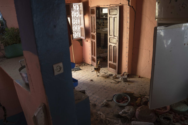 A chicken grazes inside a home that was damaged by the earthquake, in the town of Imi N'tala, outside Marrakech, Morocco, Tuesday, September 12, 2023. (Photo by Mosa'ab Elshamy/AP Photo)
