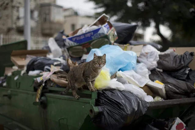 A stray cat stands on a garbage bin in central  Jerusalem, Israel, 07 January 2016. (Photo by Abir Sultan/EPA)