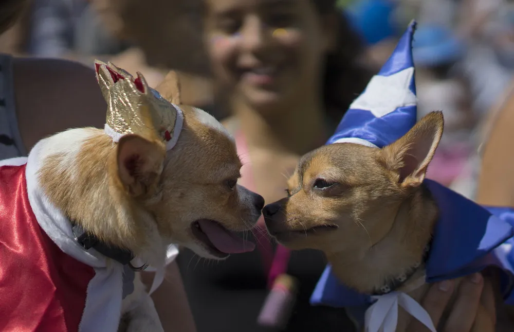 Pet Carnival in Brazil