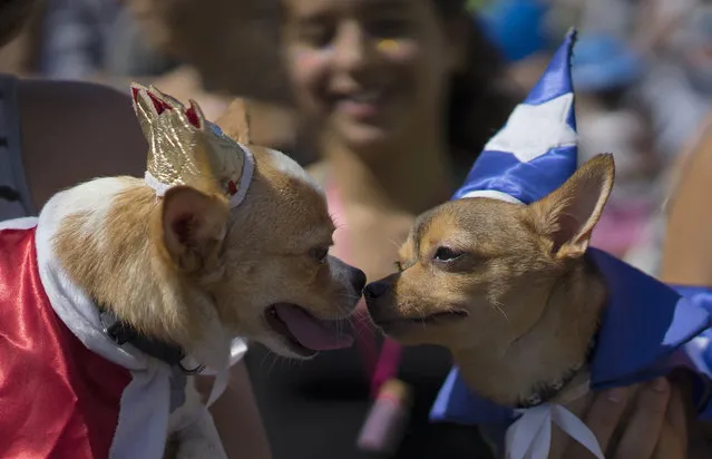 Dogs in costume interact during a carnival pet parade in Rio de Janeiro, Brazil, Sunday, January 31, 2016. (Photo by Leo Correa/AP Photo)