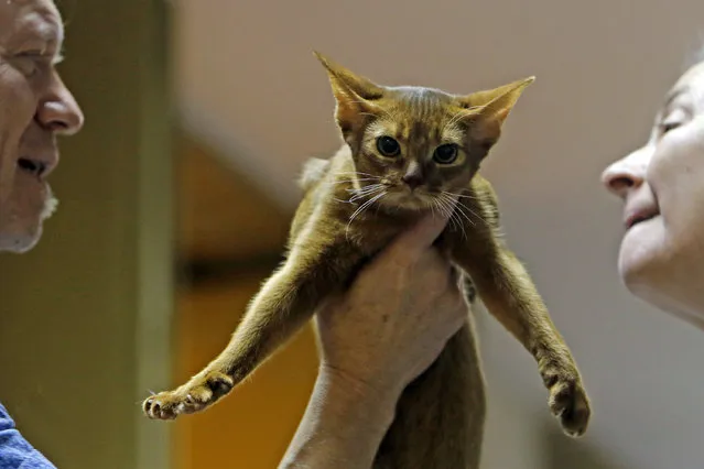 An Abyssinian cat is seen during the Sofisticat International Cat Show in Bucharest, Romania on October 21, 2023. (Photo by Xinhua News Agency/Rex Features/Shutterstock)