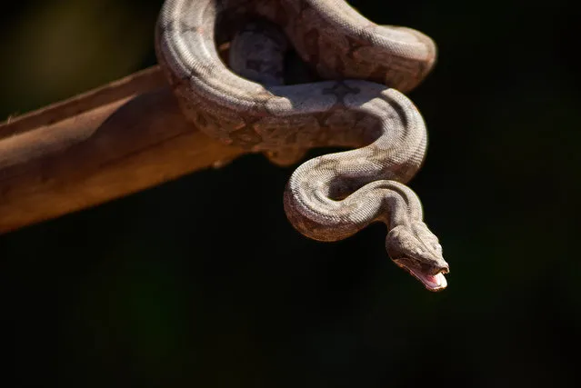 A baby boar snake is seen between the combs of a coffee harvester on a farm in Jeriquara, Alta Mogiana, Sao Paulo, Brazil, on June 27, 2021. The animal was removed and returned to nature before the equipment went into operation. (Photo by Igor Do Vale/ZUMA Wire/Rex Features/Shutterstock)